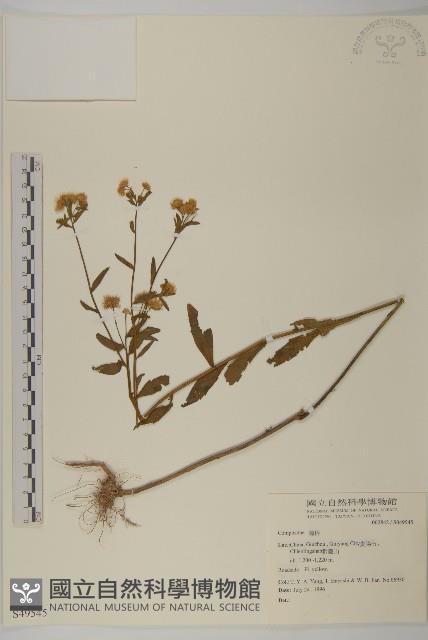 闊葉金錦香藏品圖，第1張