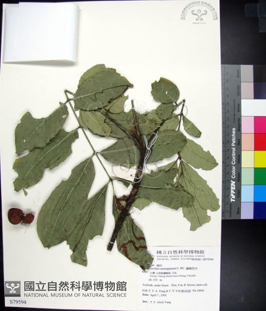 蘭嶼椌木藏品圖，第1張