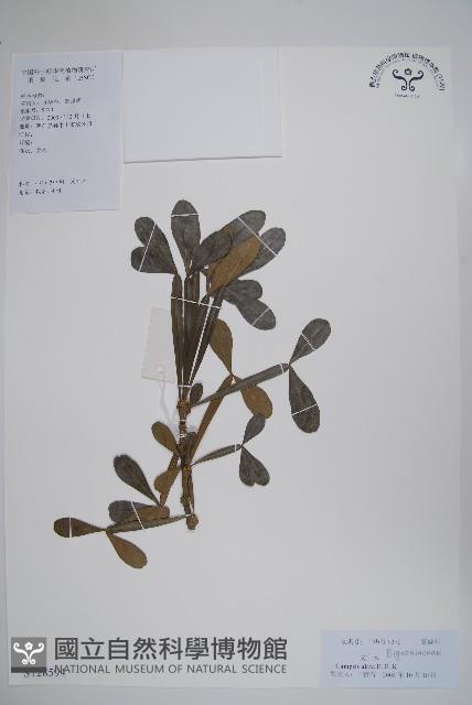 登錄號:S128594藏品圖，第1張