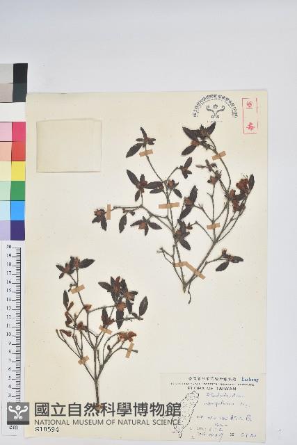 紅毛杜鵑藏品圖，第1張