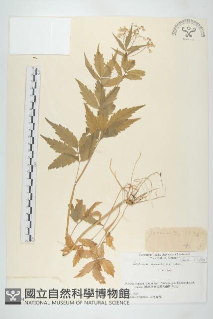 白花碎米薺藏品圖，第1張