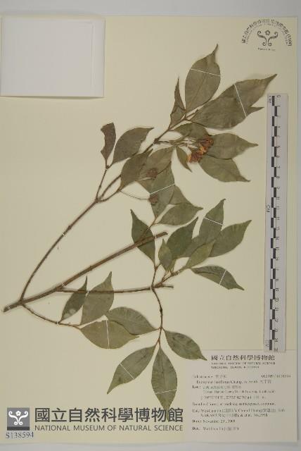 大丁黃藏品圖，第1張