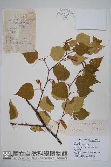 小葉一點紅藏品圖，第1張