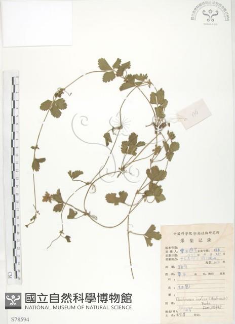 蛇莓、地莓、龍吐珠藏品圖，第1張