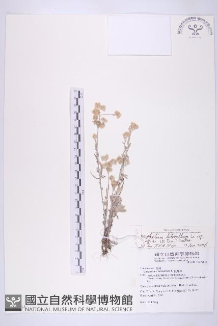 鼠麴草藏品圖，第1張