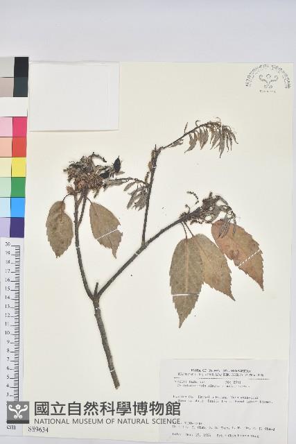 青剛櫟、鐵椆藏品圖，第1張