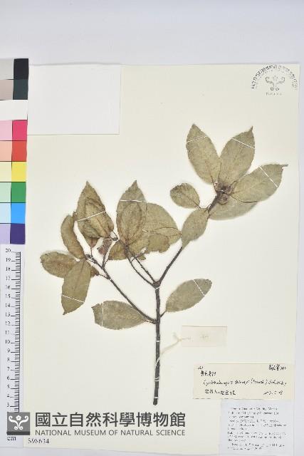 黃毛青岡藏品圖，第1張