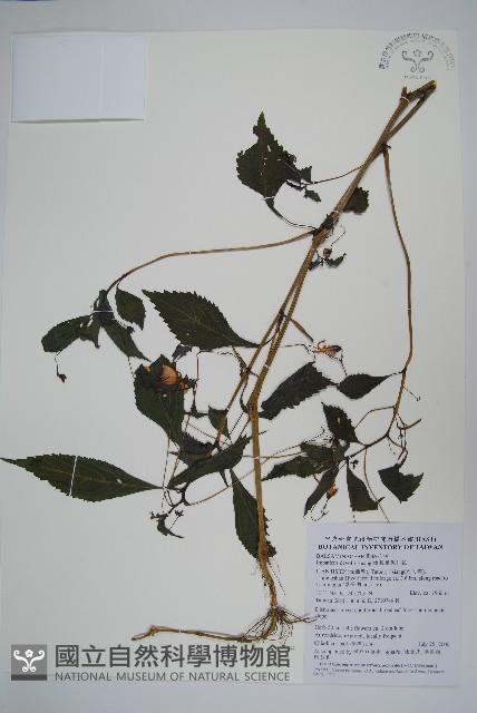 棣慕華鳳仙花藏品圖，第1張