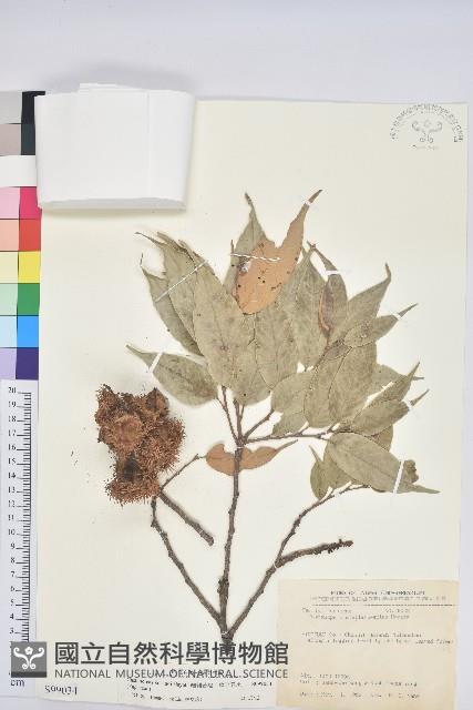 細刺苦櫧、草野錐果藏品圖，第1張