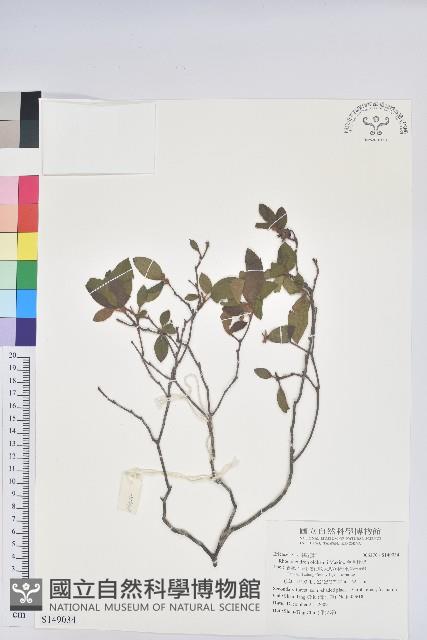 金毛杜鵑藏品圖，第1張