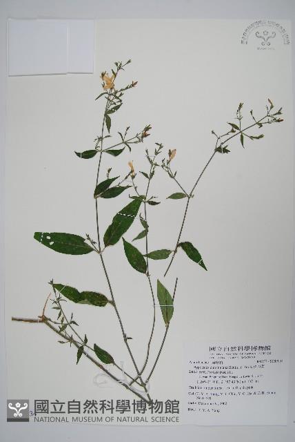 槍刀菜藏品圖，第1張