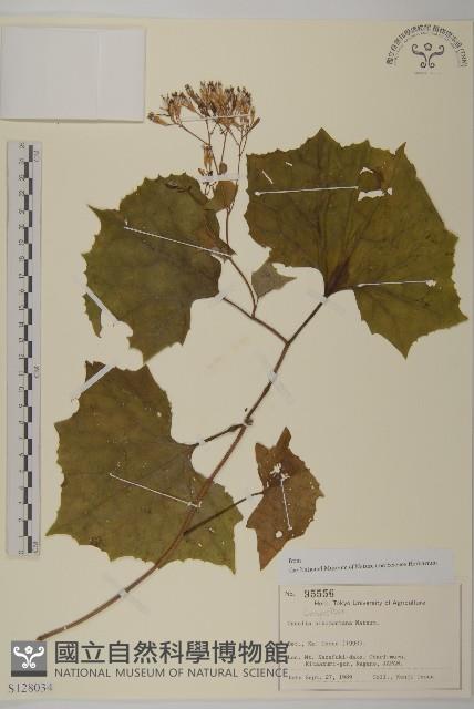 登錄號:S128034藏品圖，第1張