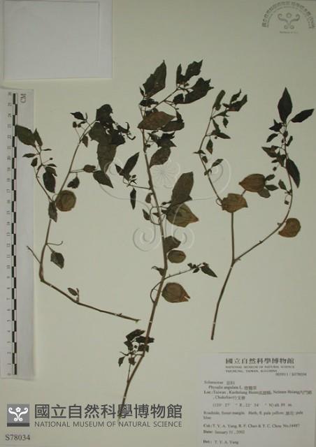 燈籠草藏品圖，第1張