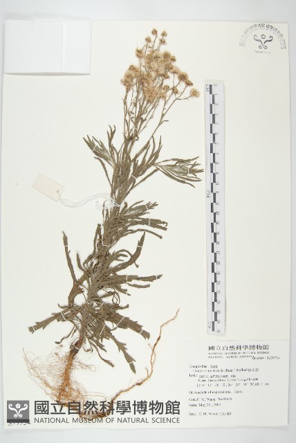 野茼蒿藏品圖，第1張