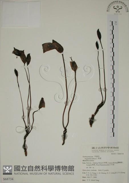 野菰藏品圖，第1張