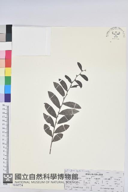 紅毛饅頭果藏品圖，第1張