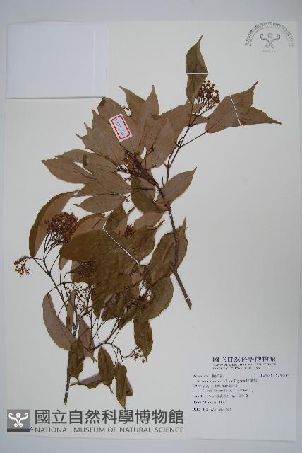 樟葉槭藏品圖，第1張