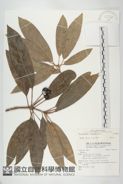登錄號:S148234藏品圖，第1張