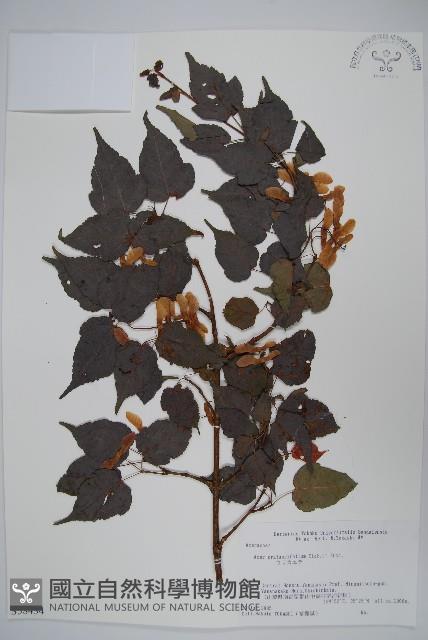 山楂葉槭藏品圖，第1張