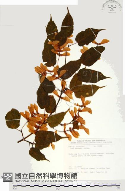 尖葉槭藏品圖，第1張