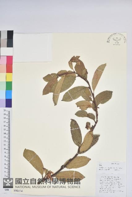 南燭藏品圖，第1張