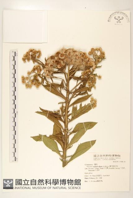 翼莖闊苞菊藏品圖，第1張