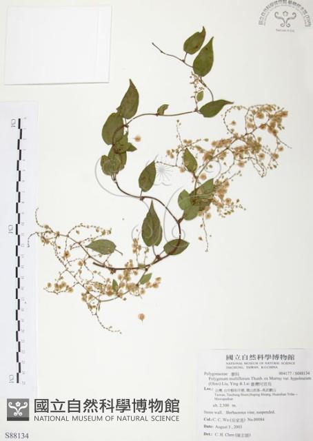 臺灣何首烏藏品圖，第1張