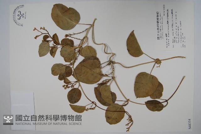 蘭嶼牛皮消、蘭嶼白薇藏品圖，第1張