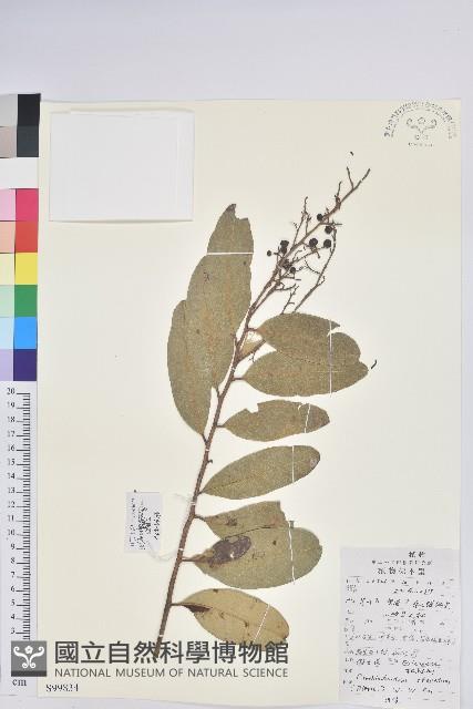 泡花樹藏品圖，第1張