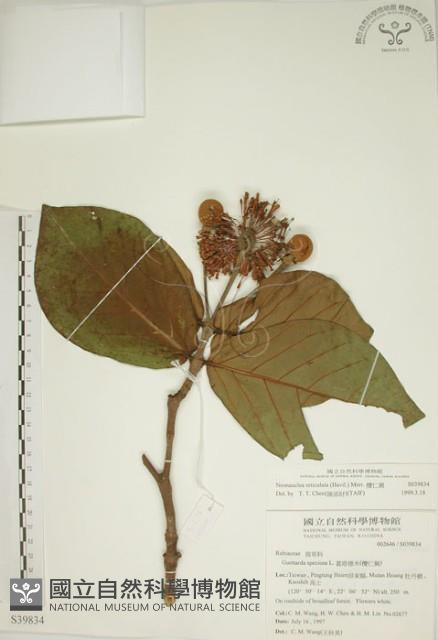 欖仁舅藏品圖，第1張