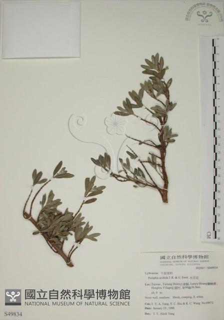 水芫花藏品圖，第1張