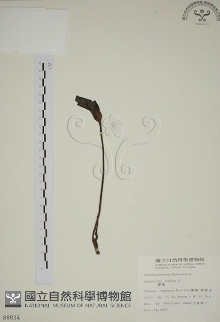 野菰藏品圖，第1張