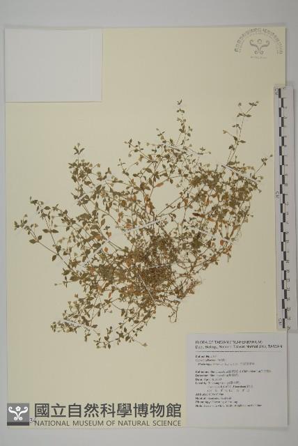 三脈種阜草藏品圖，第1張