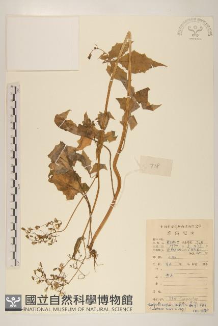 山苦藚、假福王草藏品圖，第1張