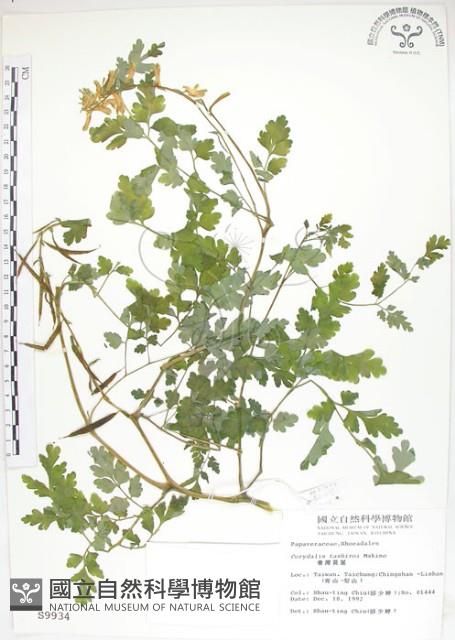 臺灣黃菫藏品圖，第1張