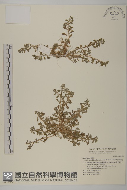 石胡荽、吐金草藏品圖，第1張