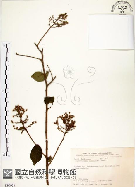 九芎藏品圖，第1張