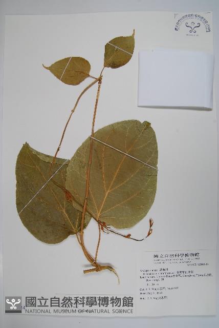 華他卡藤藏品圖，第1張