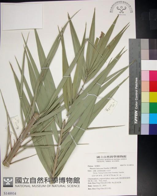 台灣海棗藏品圖，第1張