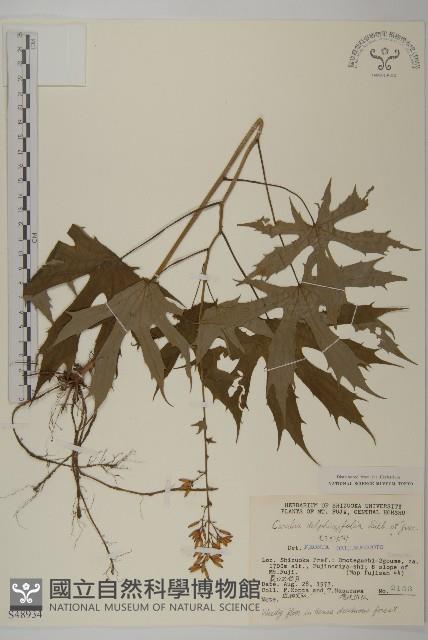 登錄號:S048934藏品圖，第1張