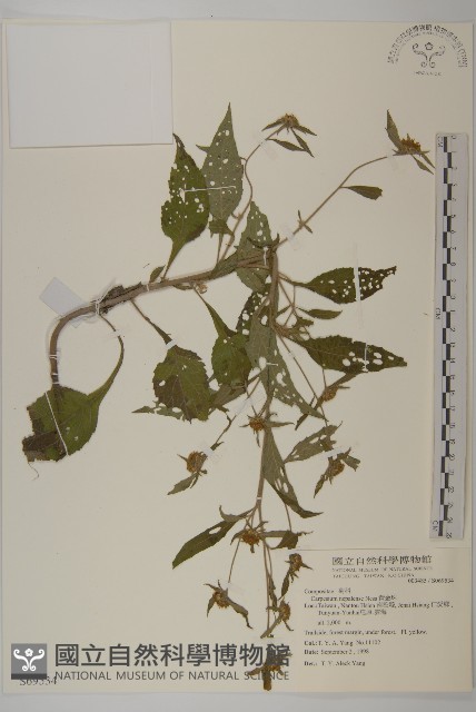 黃金珠藏品圖，第1張