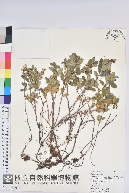 高山越橘藏品圖，第1張