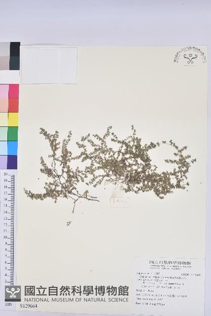 匐根大戟藏品圖，第1張