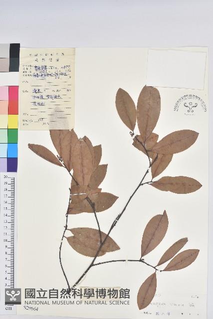 東方古柯藏品圖，第1張