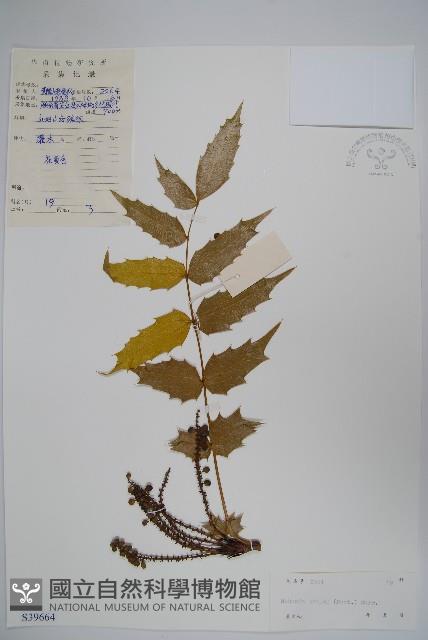 闊葉十大功勞藏品圖，第1張