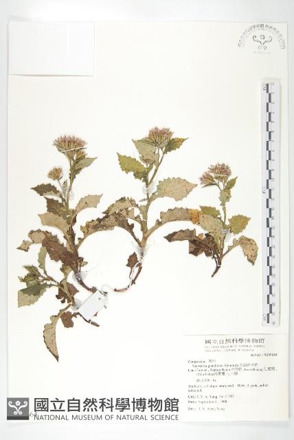 高山青木香、腺毛青木香藏品圖，第1張