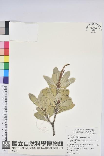 蘭嶼土沉香藏品圖，第1張