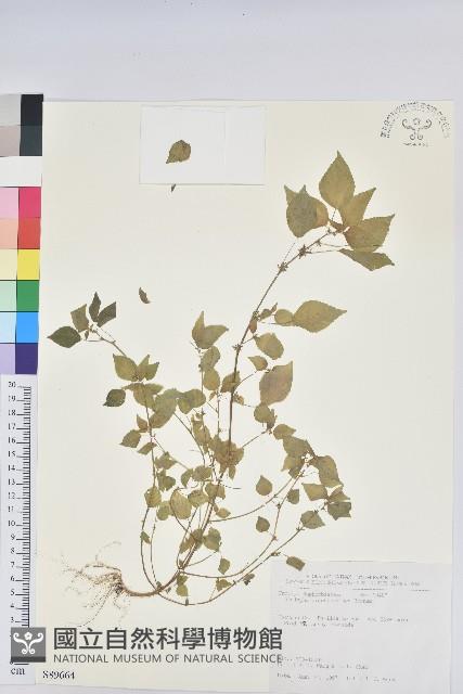 短序鐵莧菜藏品圖，第1張