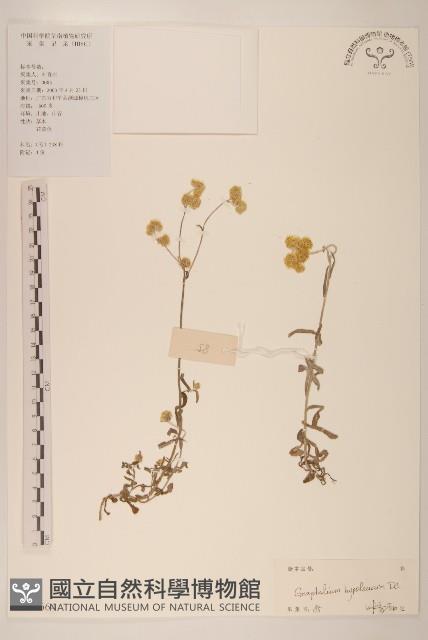 秋鼠麴草藏品圖，第1張