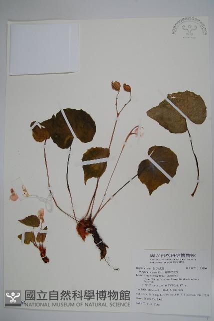 蘭嶼秋海棠藏品圖，第1張